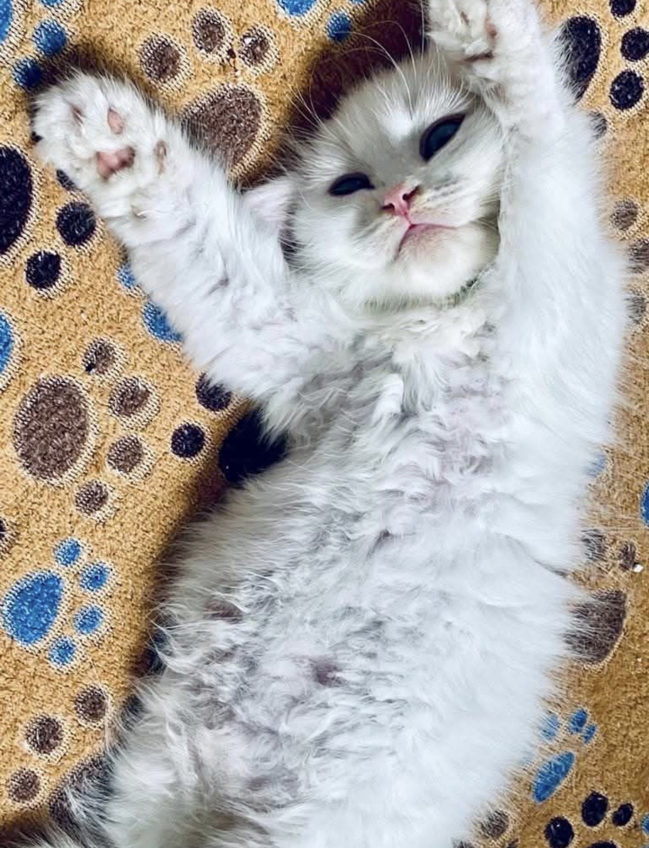 Junge Katze entspannt auf Pfoten-Decke