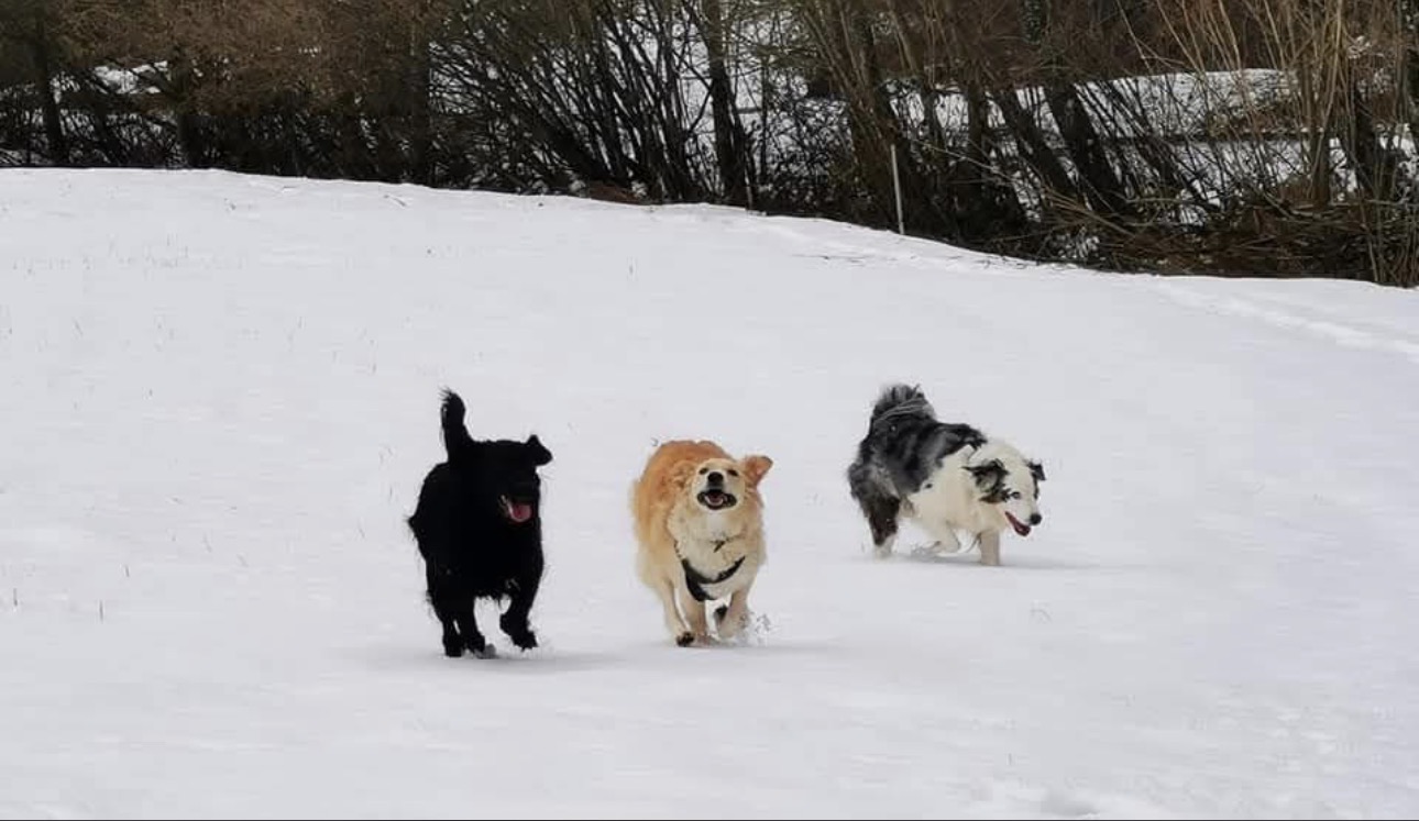 Drei Hunde rennen fröhlich durch den Schnee
